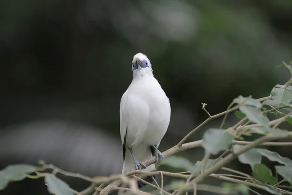 Bali myna Hong Kong Park a HK — Foto Stock