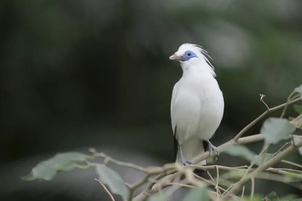 Bali Myna Hong Kong Park in HK — Stockfoto