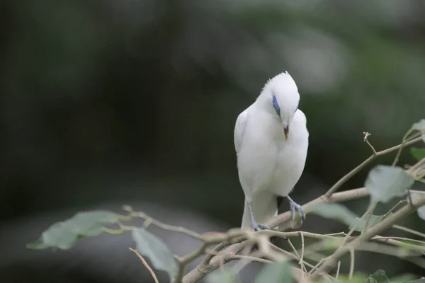 Bali myna Hong Kong Park Hk — Stok fotoğraf