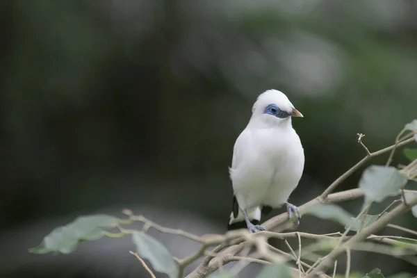 Bali Myna Hong Kong Park HK — Stock Fotó