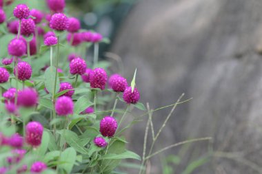 Bahar çayır manzarası. Pembe bahar çiçekleri