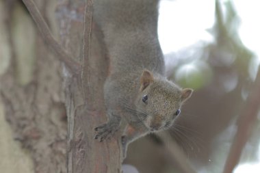 Hk parkta Doğu gri sincap