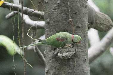 amazon papağan parkta şube oturan