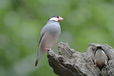  Hong Kong Park Gündüz Aşk kuş