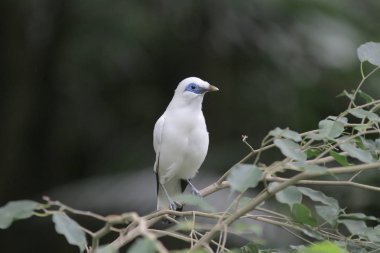 Bali myna Hong Kong Park Hk