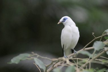 Bali myna Hong Kong Park in HK clipart