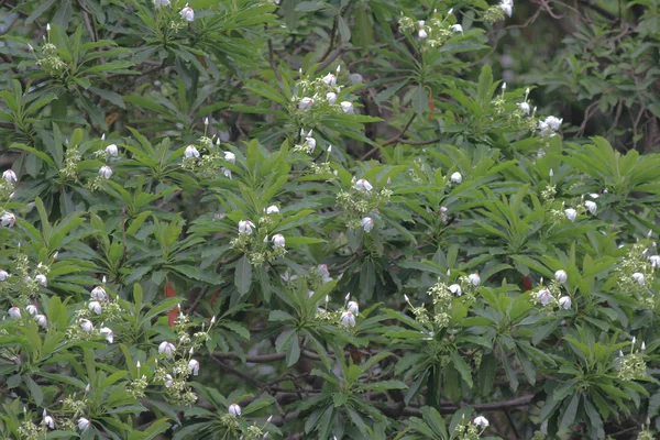 美しい開花植物植物の花 — ストック写真