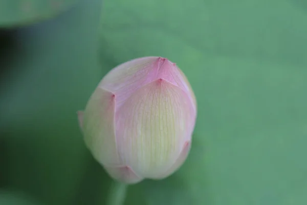 Voda Lily Květina se zelenými listy ve vodě — Stock fotografie