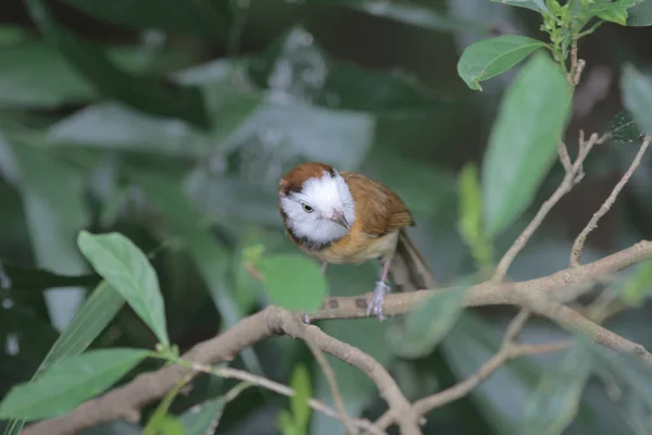 O pássaro no parque hong kong — Fotografia de Stock