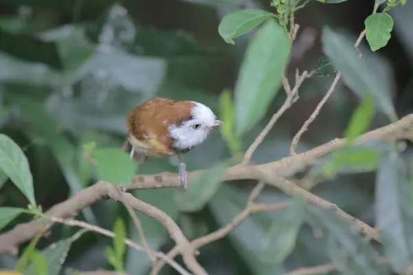 Птица в гонконгском парке — стоковое фото