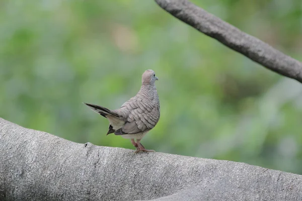 Der Vogel im Hongkong Park — Stockfoto