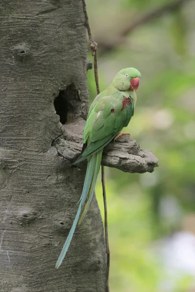 Амазонський папуга сидить на гілці в парку — стокове фото