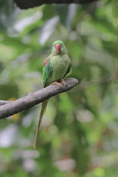 Amazon parrot sitting on branch at park — Stock Photo, Image