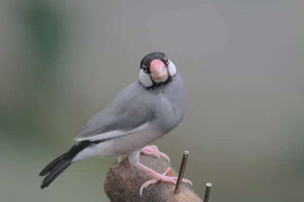 Love bird in Hong Kong Park Day Time