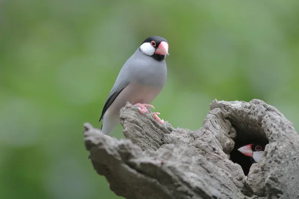 Love bird in Hong Kong Park Day Time