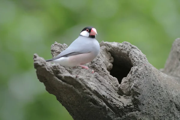 Love bird in Hong Kong Park Day Time