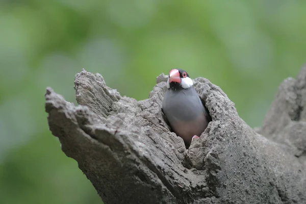 Cinta burung di Hong Kong Park Day Time — Stok Foto