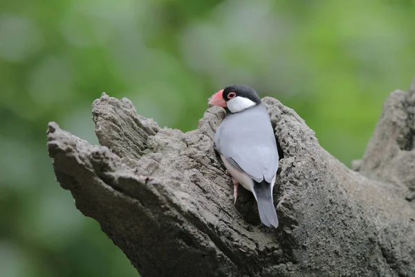 Love bird in Hong Kong Park Day Time