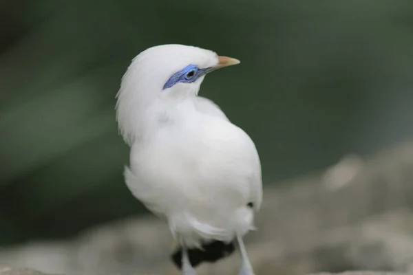 Bali myna Hong Kong Park a HK — Foto Stock