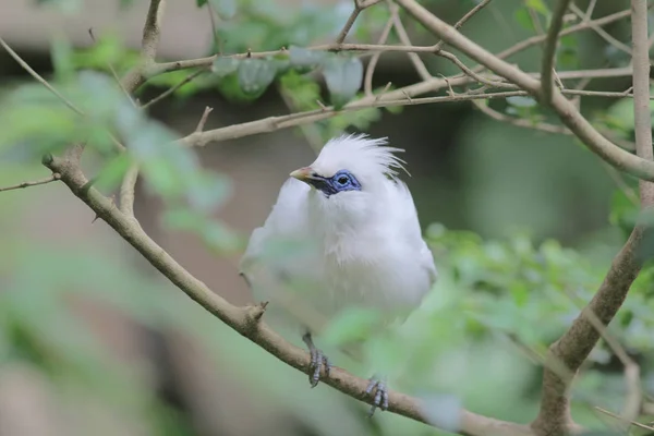 Bali myna Hong Kong Park a HK — Foto Stock