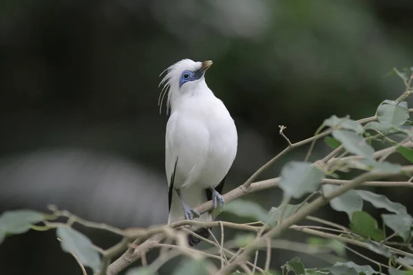 Bali myna Hong Kong Park a HK — Foto Stock