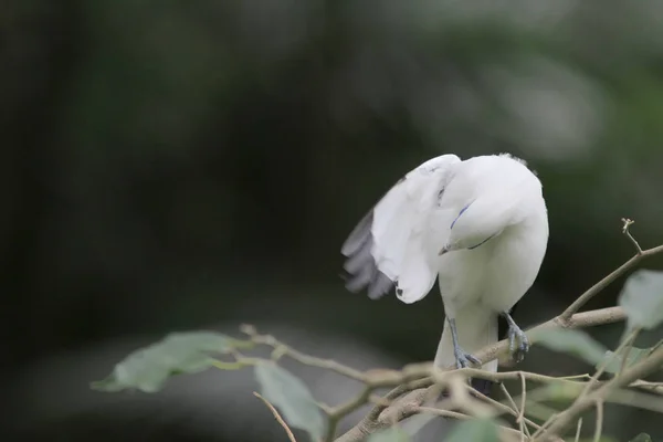 Bali myna Hong Kong Park a HK — Foto Stock