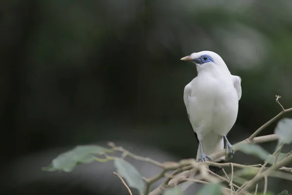 Bali myna Hong Kong Park a HK — Foto Stock