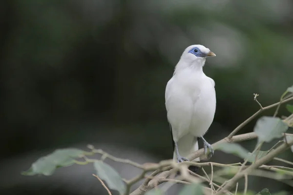 Bali myna Hong Kong Park en Hong Kong —  Fotos de Stock