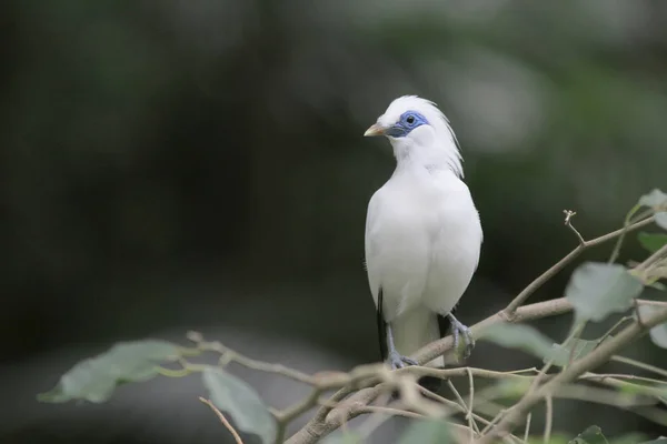 Bali myna Hong Kong Park à Hong Kong — Photo