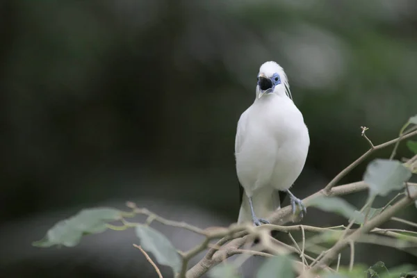 Bali myna Hong Kong Park à Hong Kong — Photo