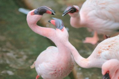 4 Mayıs 2014 Flamingolar Kowloon Park'ta 