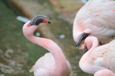 4 Mayıs 2014 Flamingolar Kowloon Park'ta 