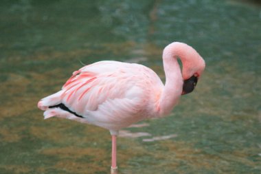 4 Mayıs 2014 Flamingolar Kowloon Park'ta 