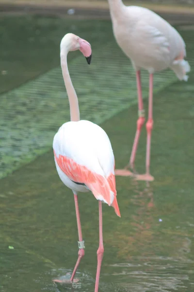 4 maj 2014 Flamingos på Kowloon Park — Stockfoto