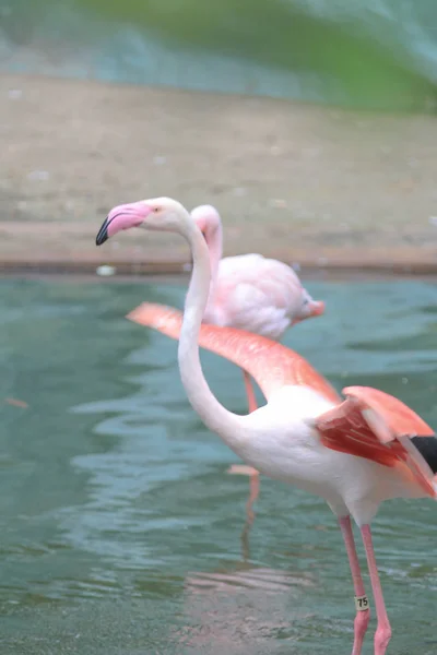 4 maj 2014 Flamingos på Kowloon Park — Stockfoto