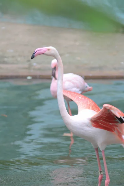 4 maj 2014 Flamingos på Kowloon Park — Stockfoto