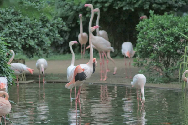 4 Mayıs 2014 Flamingolar Kowloon Park'ta — Stok fotoğraf