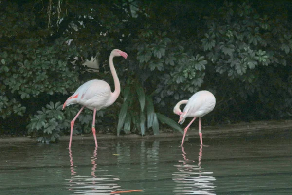 4 Mayıs 2014 Flamingolar Kowloon Park'ta — Stok fotoğraf