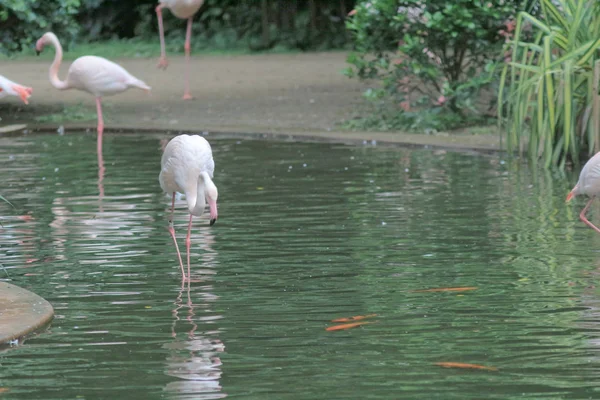 4 maj 2014 Flamingos på Kowloon Park — Stockfoto