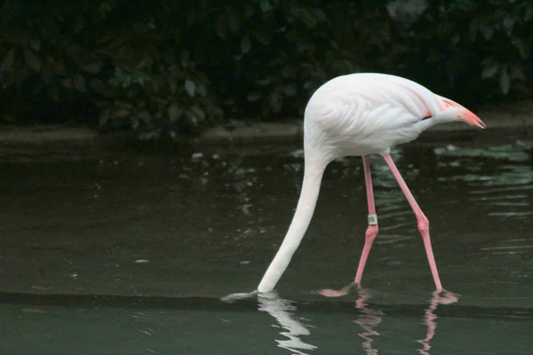 4 mei 2014 flamingo's op Kowloon Park — Stockfoto