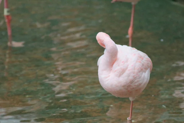 4 maja 2014 Flamingos w: Kowloon Park — Zdjęcie stockowe