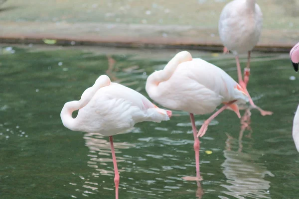 4 Mayıs 2014 Flamingolar Kowloon Park'ta — Stok fotoğraf