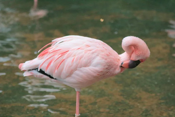 4 maj 2014 Flamingos på Kowloon Park — Stockfoto