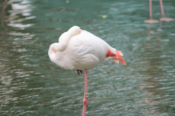 4. mai 2014 flamingoer i Kowloon Park – stockfoto