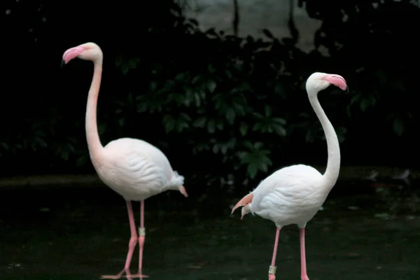 4 mei 2014 flamingo's op Kowloon Park — Stockfoto