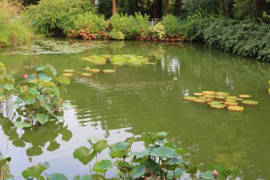 Bir gölet yüzeyinin parlak yeşil lilly pad's kapak