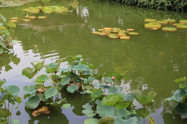 Lilly pad verde brillante cubre la superficie de un estanque — Foto de Stock