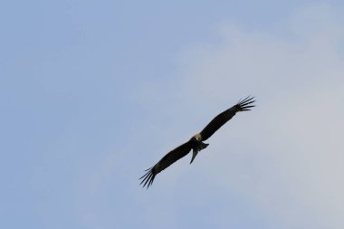  hong kong uçuş kartal 