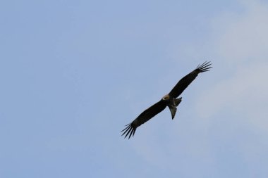  hong kong uçuş kartal 