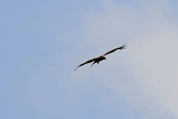 Adler im Flug am Hongkong — Stockfoto